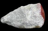 Pennsylvanian Aged Red Agatized Horn Coral - Utah #46729-1